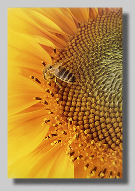 1. Platz Ines Thorwart