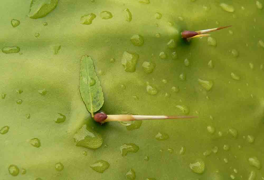 2. Platz Ines Thorwart