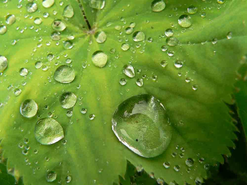 1. Platz Ines Thorwart