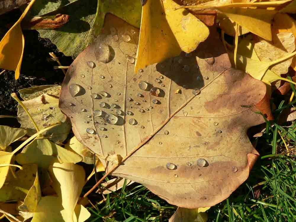 4. Platz Ines Thorwart