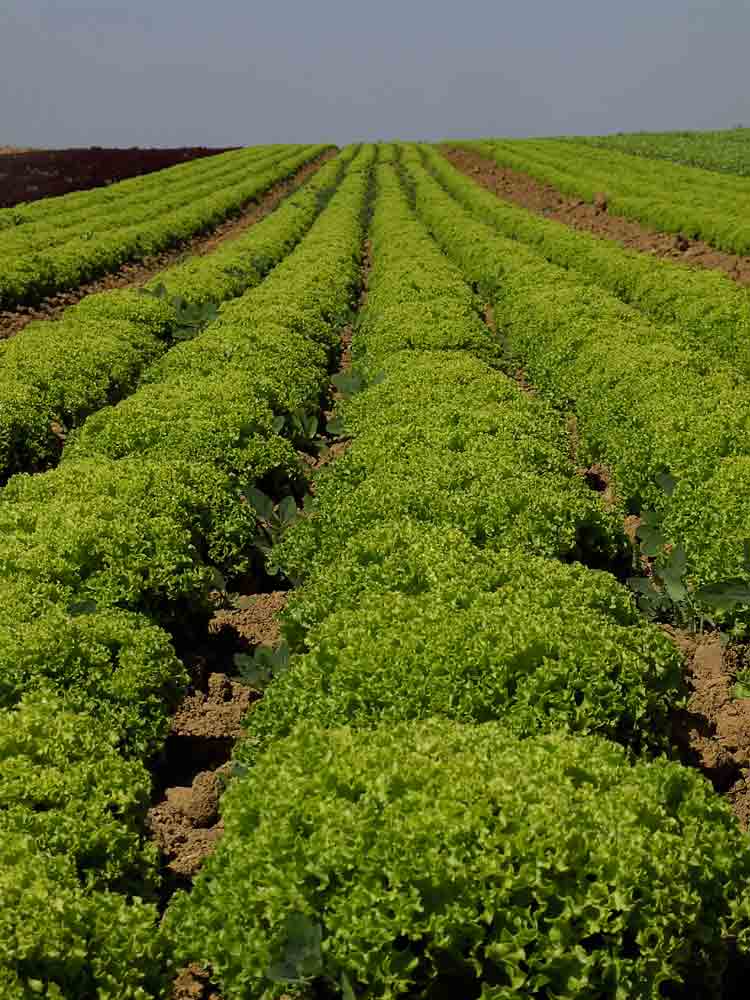 4. Platz Gabriel Senftle