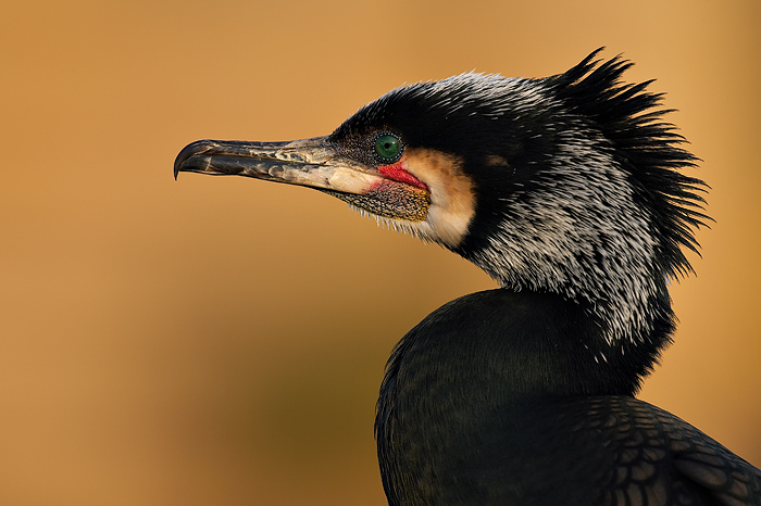 2. Platz - Harald L�ffler