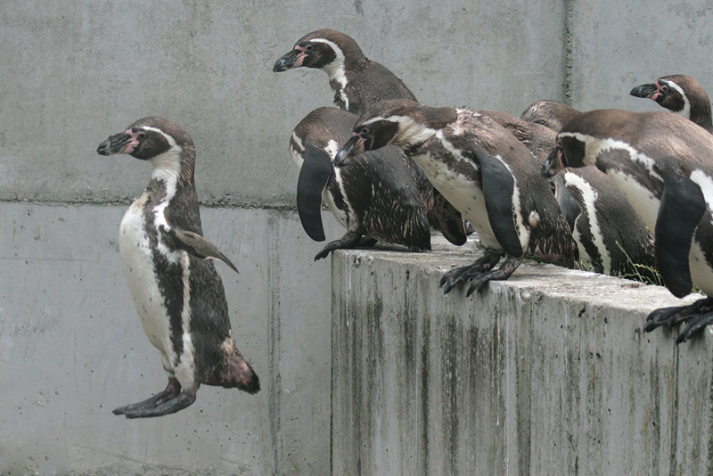5. Platz - Juhu, ich kann fliegen