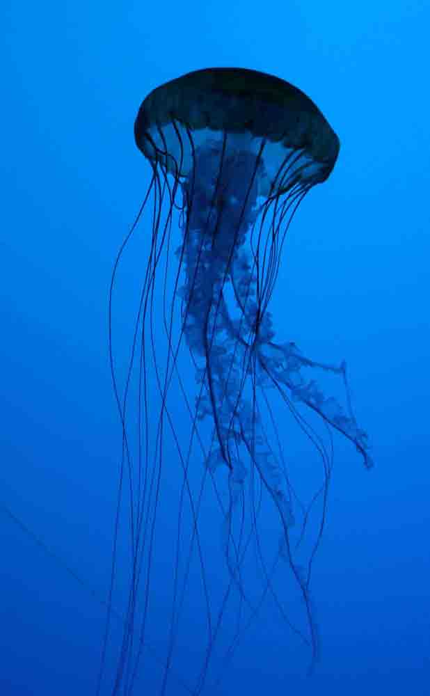 1. Platz Daniel Pfost