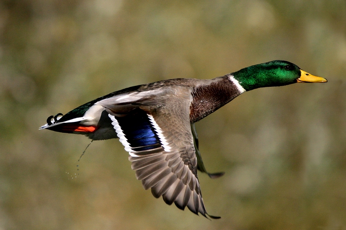 Platz 04 - Wolfgang Schweden