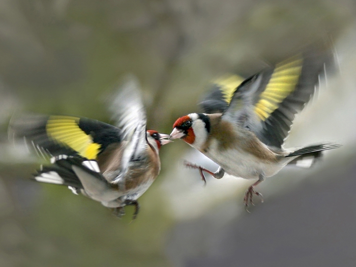 Platz 10 - Darinka Mladenovic