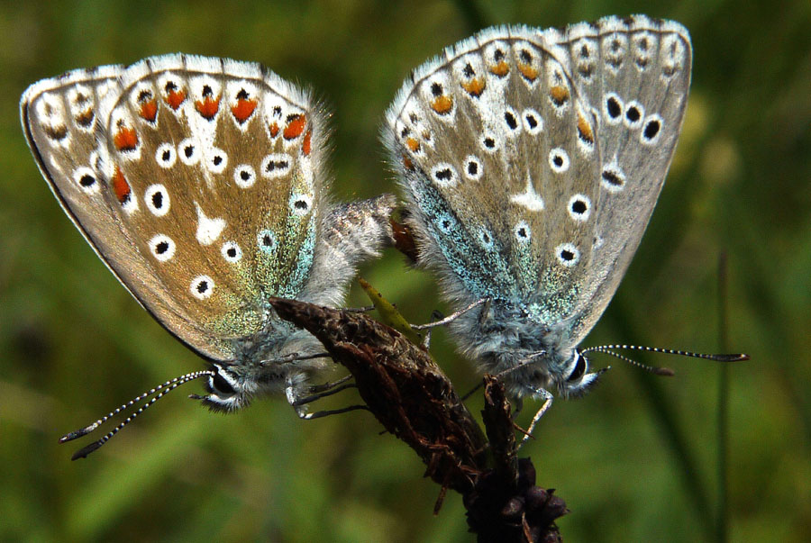087 Hauhechelblaeuling bei der Paarung