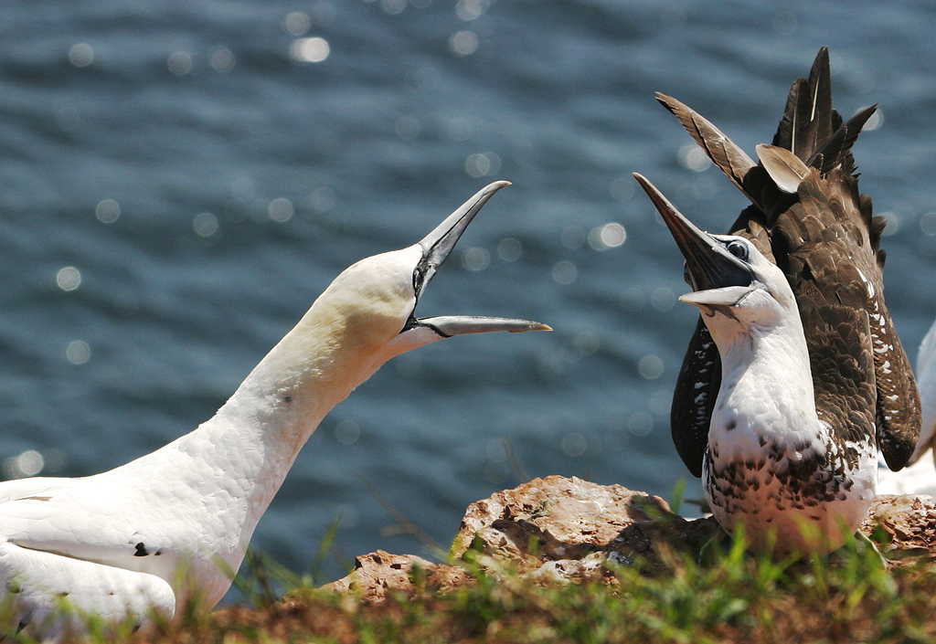 Platz 4 - Angela Doerks