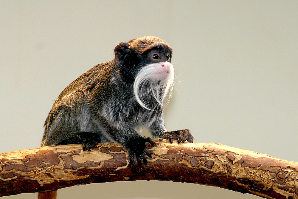 Platz 4 - Rolf R�sken