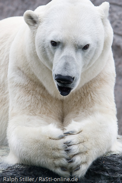 Platz 1 - Ralph Stiller