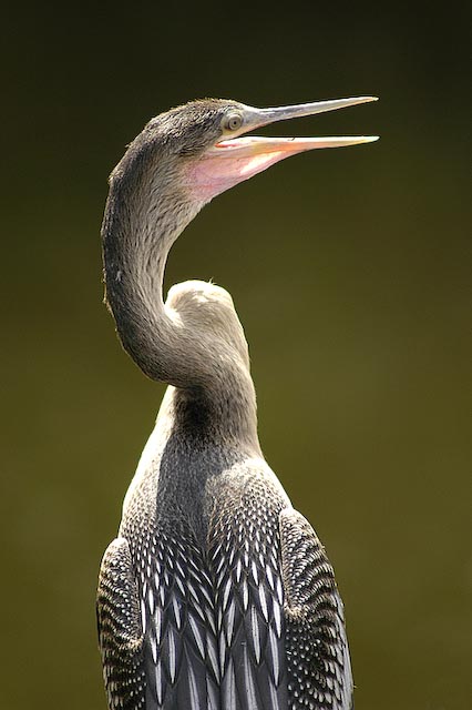 Anhinga