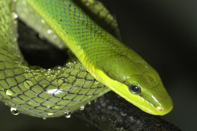 Snake in the Morning