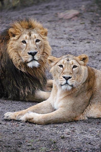 Lion Pair
