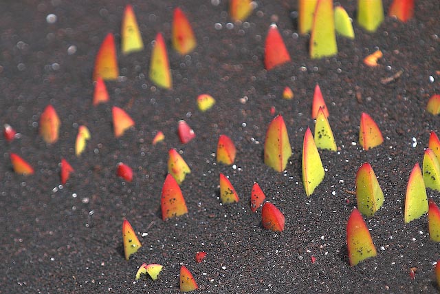 Aizoaceae on Lavabeach