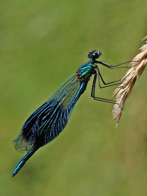 Calyopteryx splendens