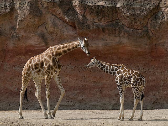 Giraffe Pair