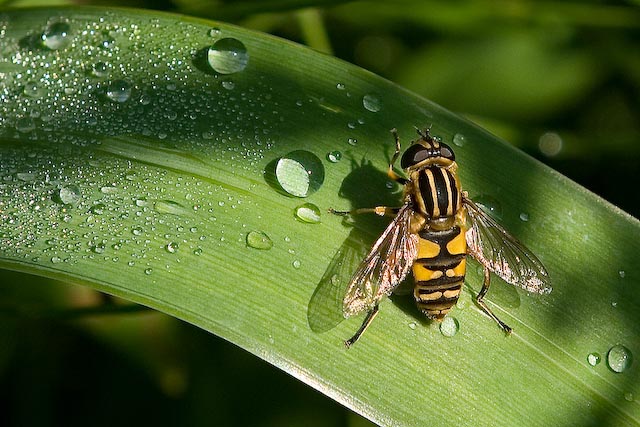 Hoverfly 02