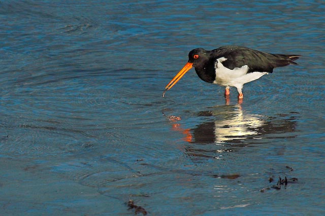 Oystercatcher