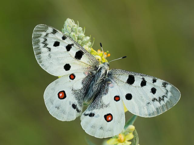 Parnassius apollo 02