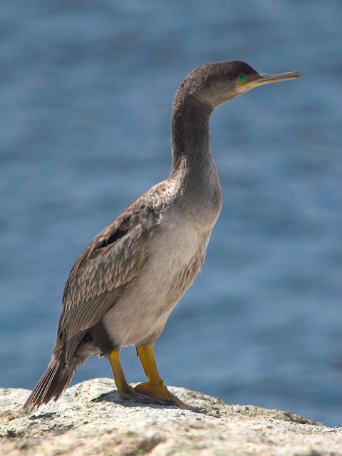 Pitt Island Shag