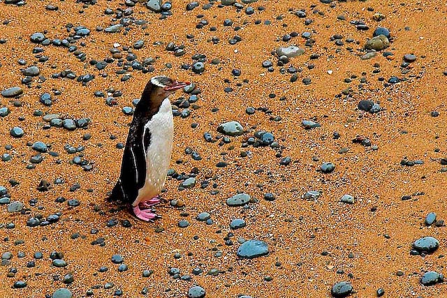 Yellow Eyed Penguin