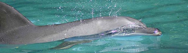 Dolphin