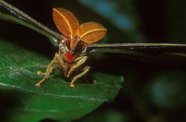 Attacus atlas