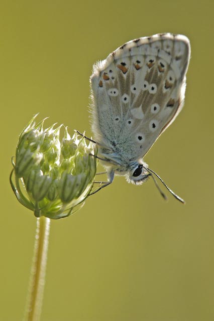 Blue Butterfly