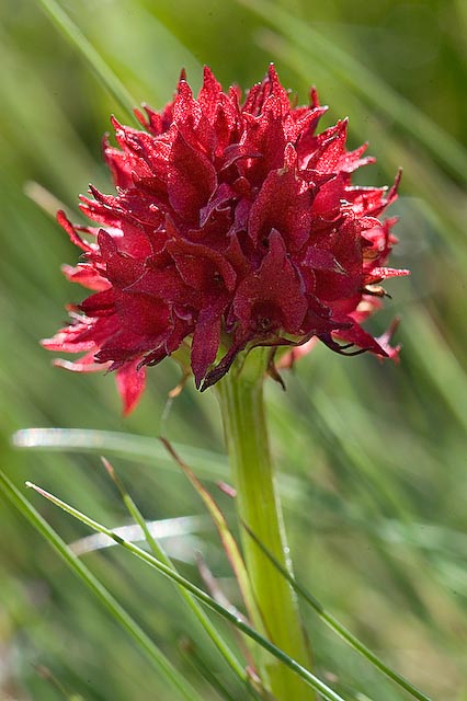 Nigritella rubra Gro�glockner