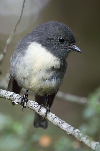 New Zealand Robin 03