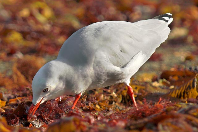 Red Billed Gull