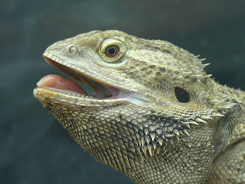 Jugend Platz 2 - Johannes Leitner, �sterreich