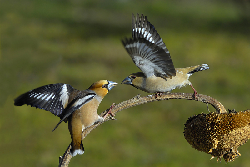 Platz 08 - Siegmar Tylla, Deutschland