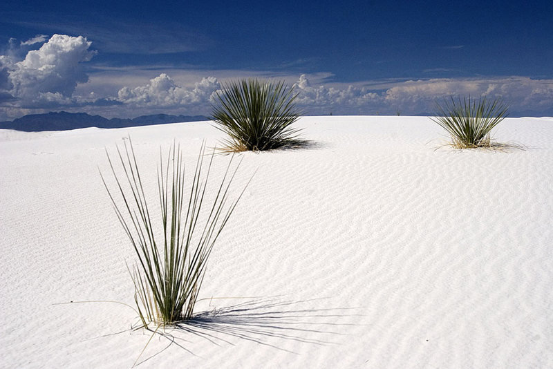 Platz 14 - Carl Soerens, USA