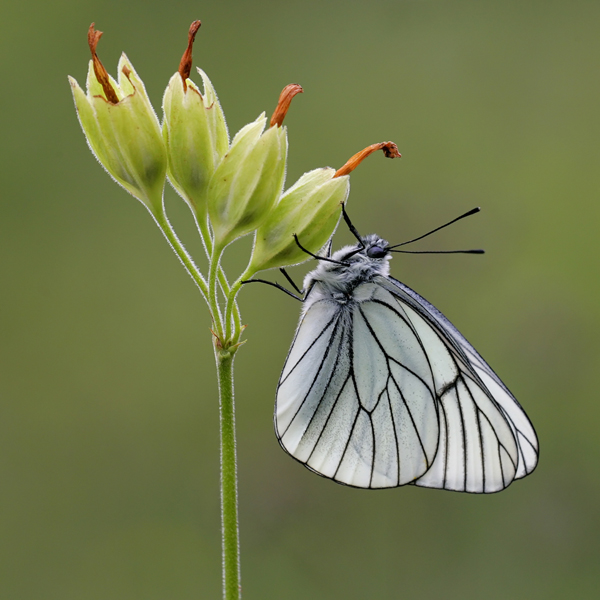 Platz 19 - Dr� van Mensel, Belgien