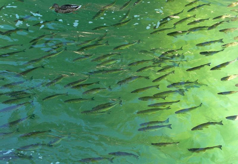 Schwimmende Feuerwerksk�rper