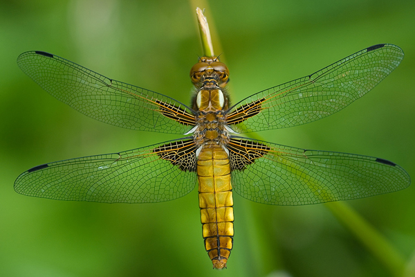 Platz 3 - Norbert Heil