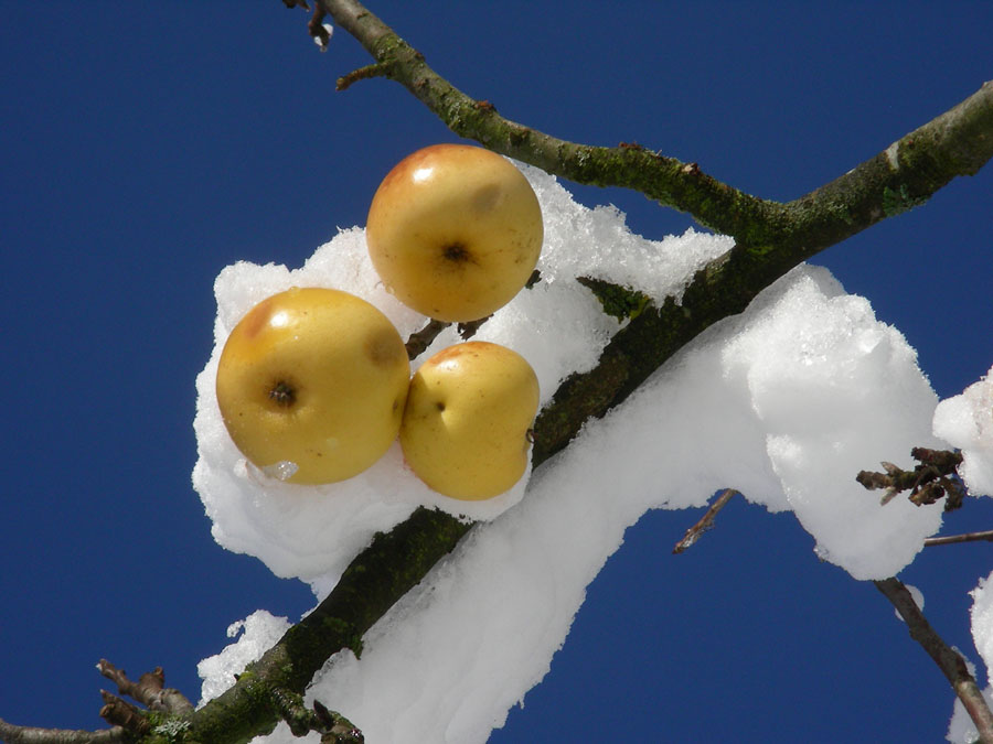 090 Winter im Herbst