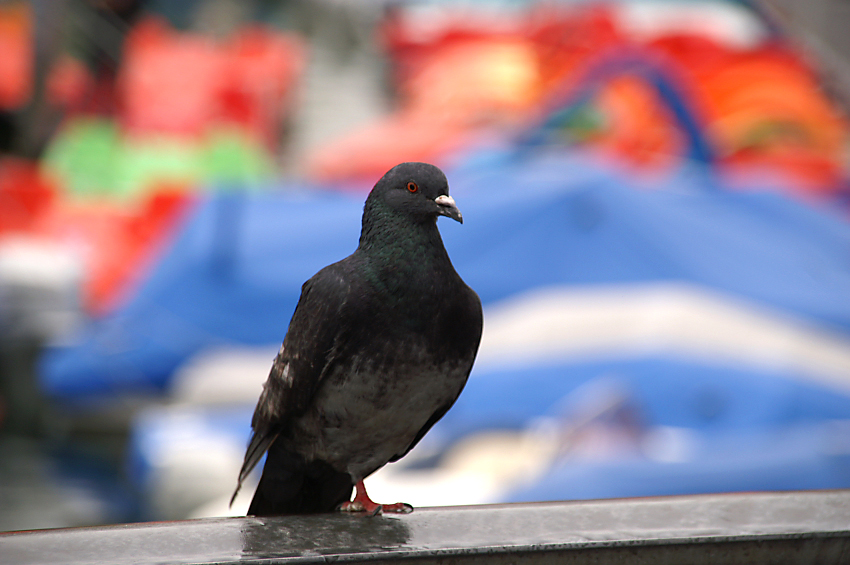 627 Warten auf Futter