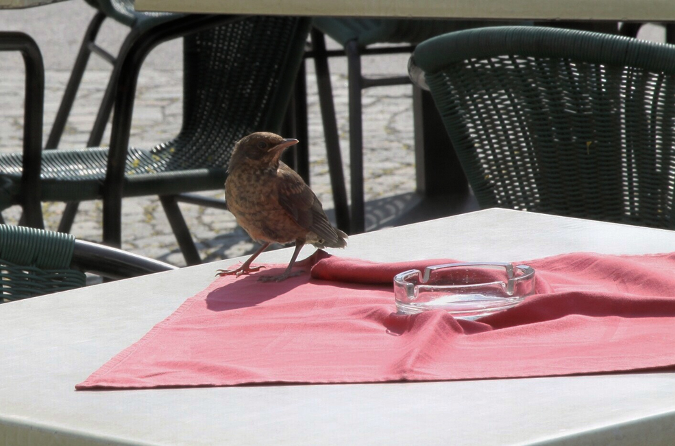 r035 Bedienung, bitte