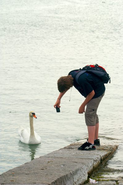 138 Mein lieber Schwan ...