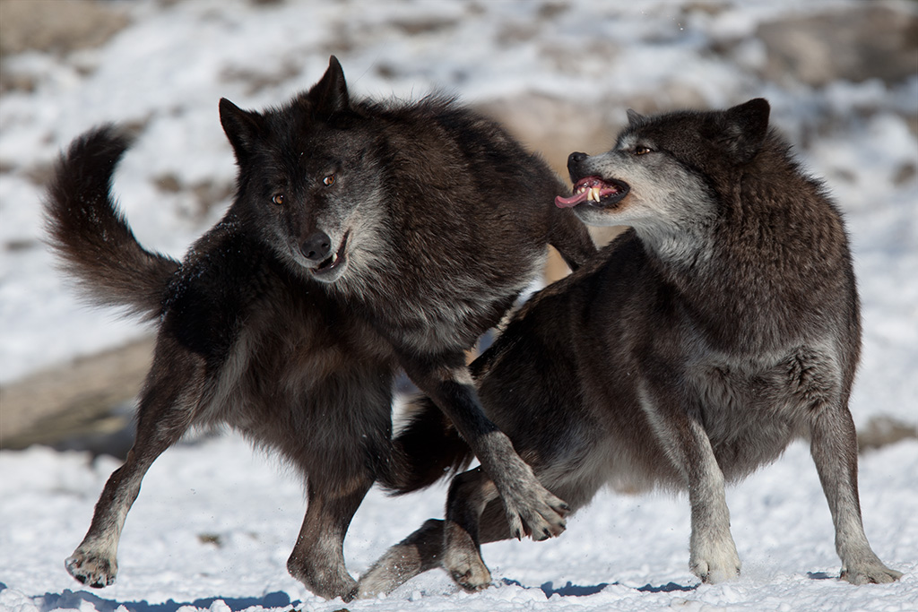 Platz 1 - Matthias Wilharm