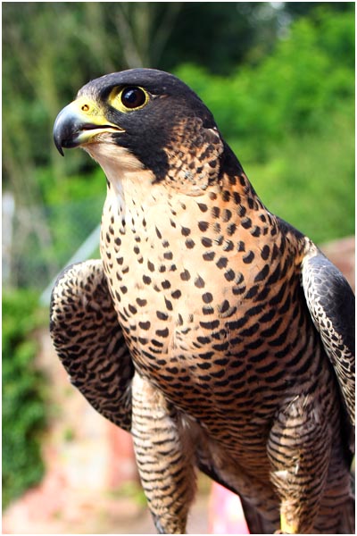 033_Falken Portrait