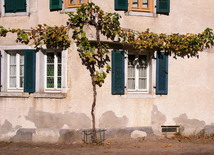 068 Weinberg am Haus
