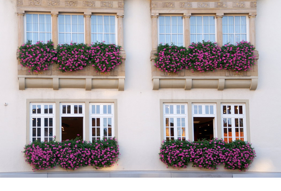 082 Blumenpracht in Speyer