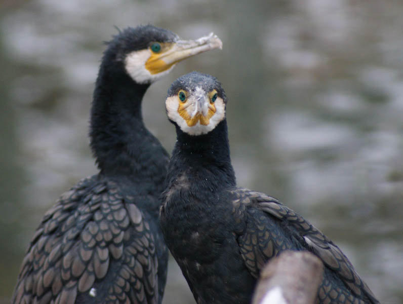 2 von solchn Voegeln