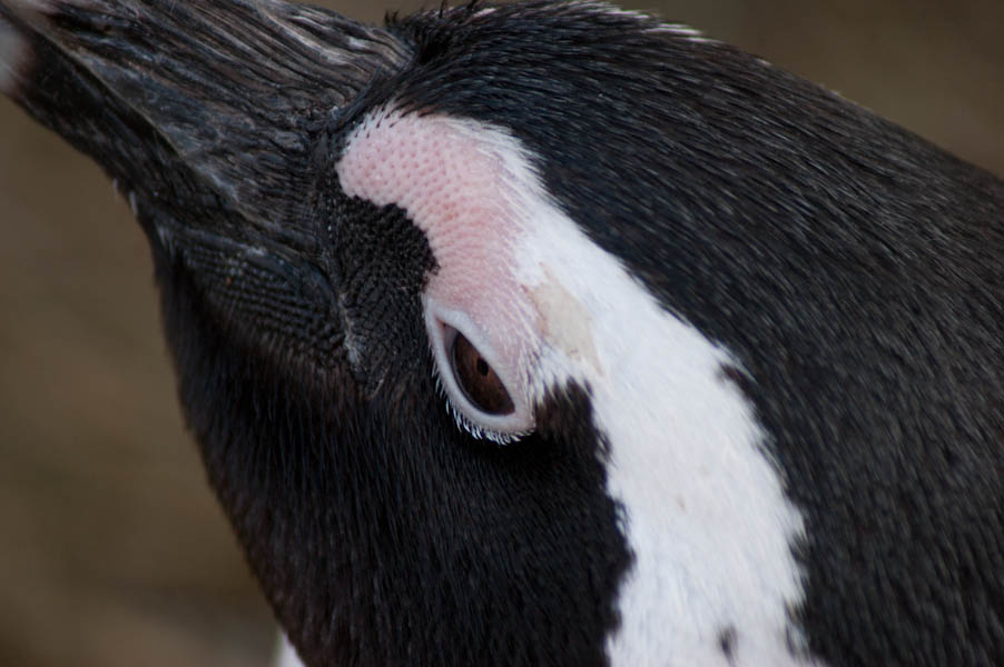 Eye of the ... Pinguin