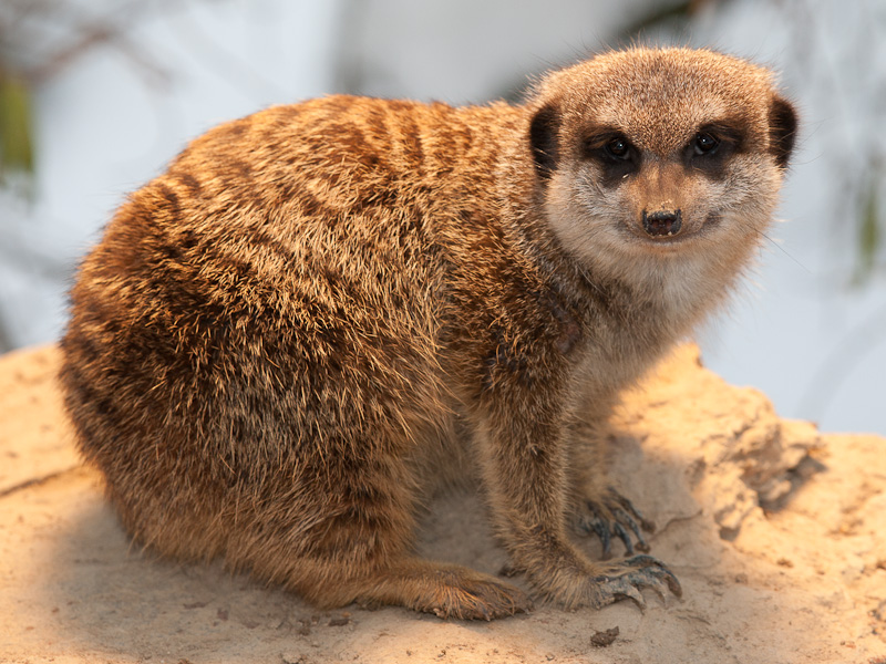 Und noch ein Erdmaennchen