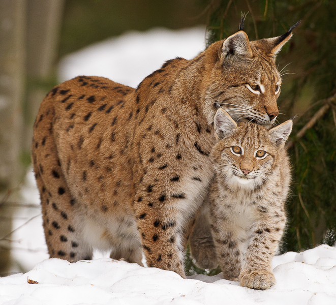 Platz 5 - Ralph Stiller