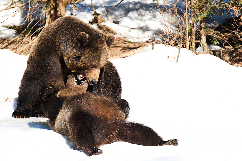 4. Platz - Bild 4 - Matthias Wilharm